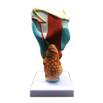 2X Išsiplėtusios Žmogaus Gerklės Modelis, Anatomiškai Tiksliai Gerklės Modelio Žmogaus Gerklės Anatomija