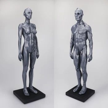 30CM Medicinos Piešimo Nuoroda Kaukolė Medicinos Krūtinė Meno Žmogaus Kaulų ir raumenų sistemos Anatominės Struktūros Modelis Dailės Visą Kūną.