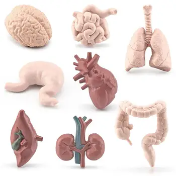 Modeliavimo Mokslo Mini Žmogaus Organų Modelis Smegenų, Širdies, Plaučių, Kepenų Plonosios Žarnos Storosios Žarnos Figūrėlės Papuošalai Mokymosi